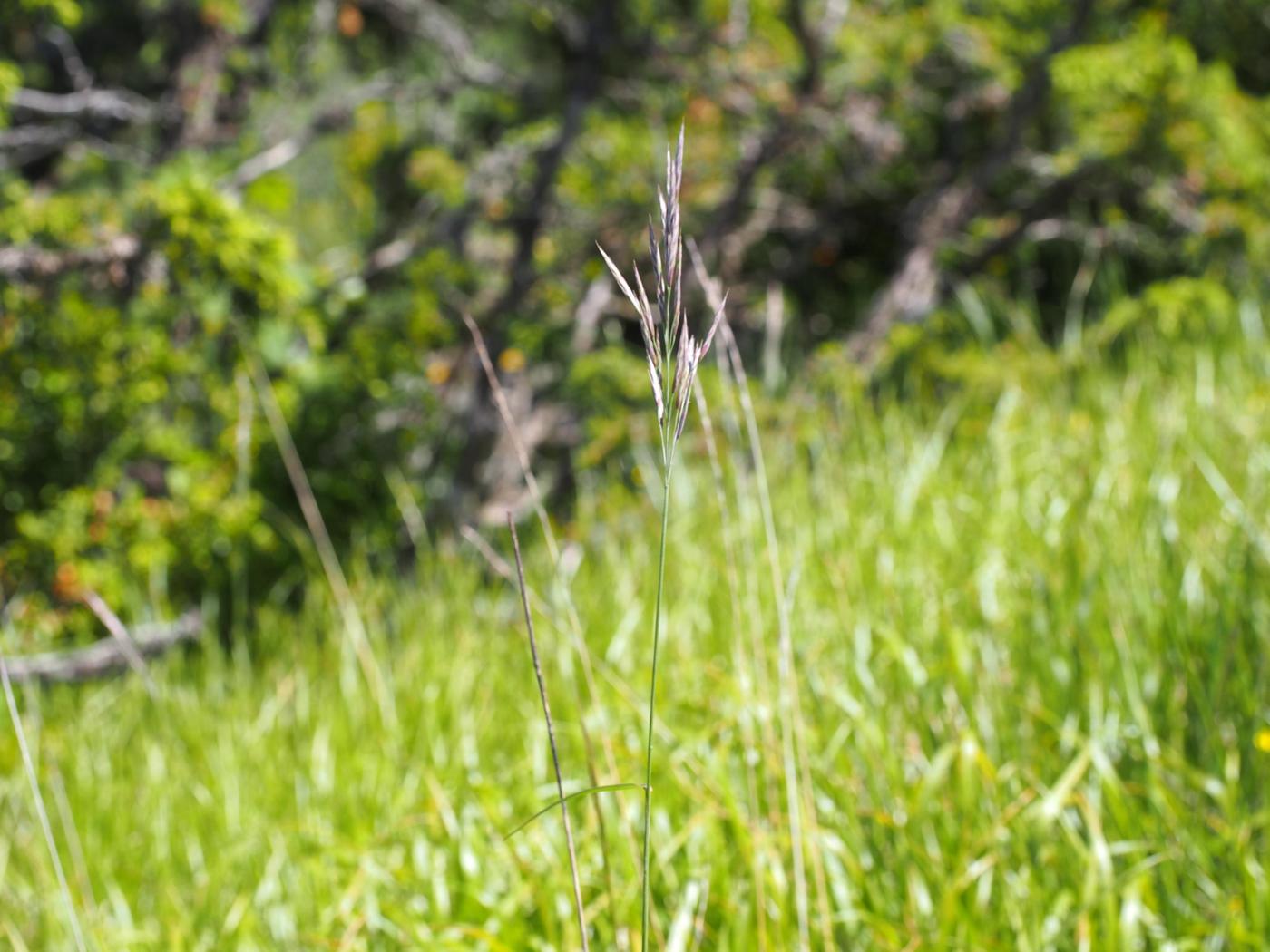 Brome, Upright plant